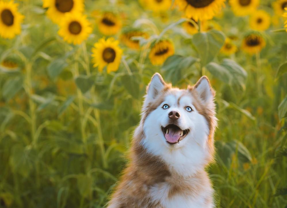 6 Secret Ingredients That Fight Dog Allergies - Bark & Beyond