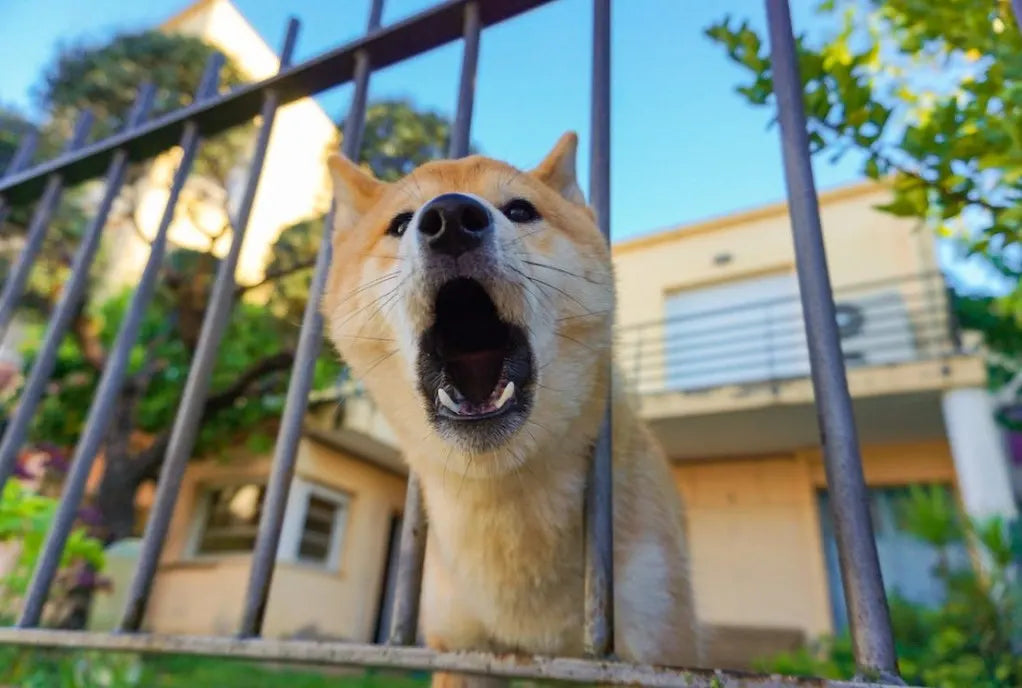 How-to-Control-a-Dominant-Dog Bark & Beyond