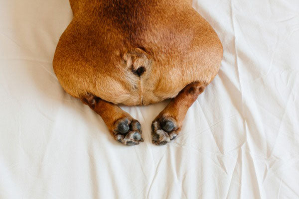 Dealing with Dog Farting - Bark & Beyond