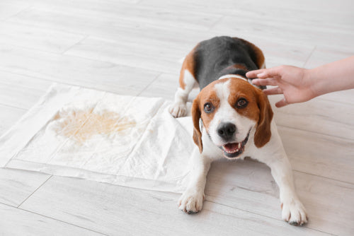 Potty Training a Puppy with a Crate