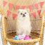 Sweet Tweet Small Plush Dog Toy 3 pk