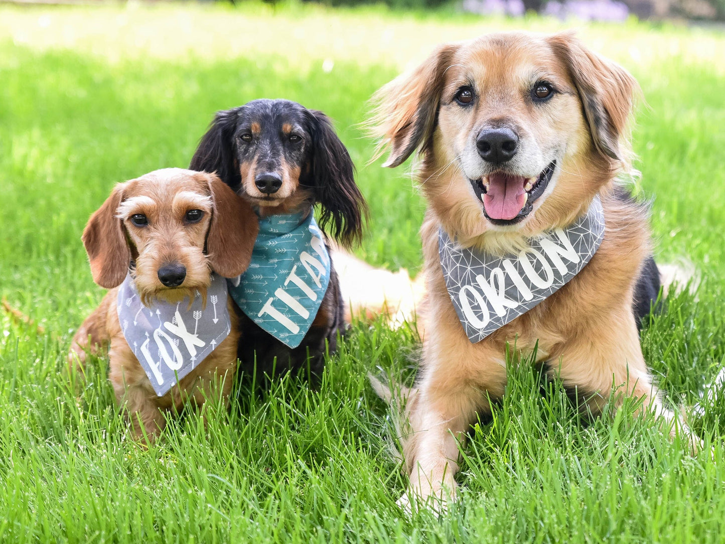 "Black & White Check" Dog Bandana