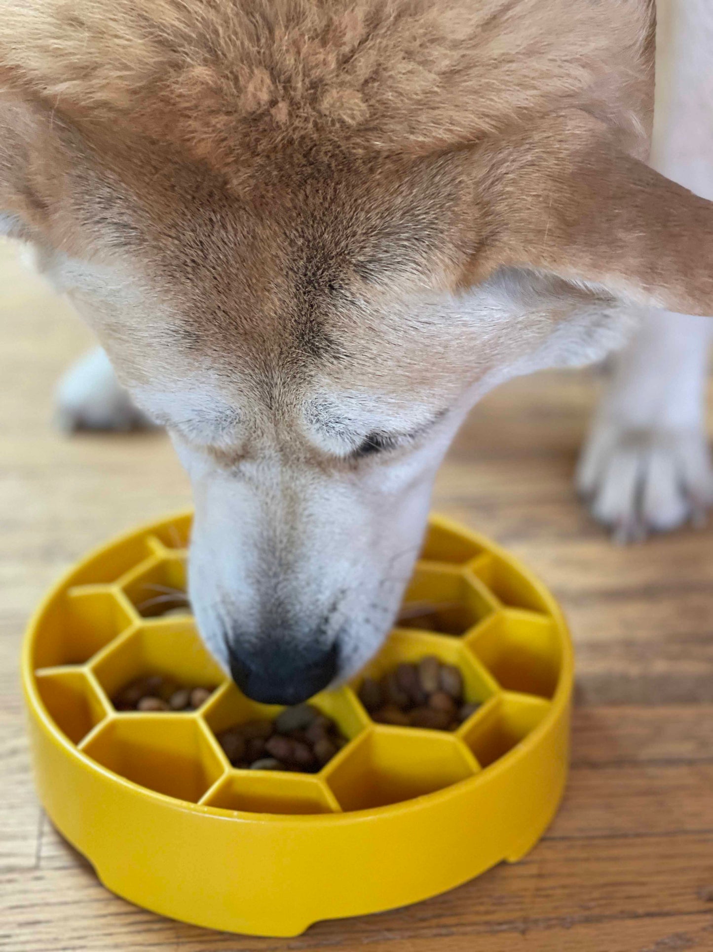SodaPup Honeycomb eBowl deep slow feeder dog bowl with honeycomb design for enrichment, made in the USA.