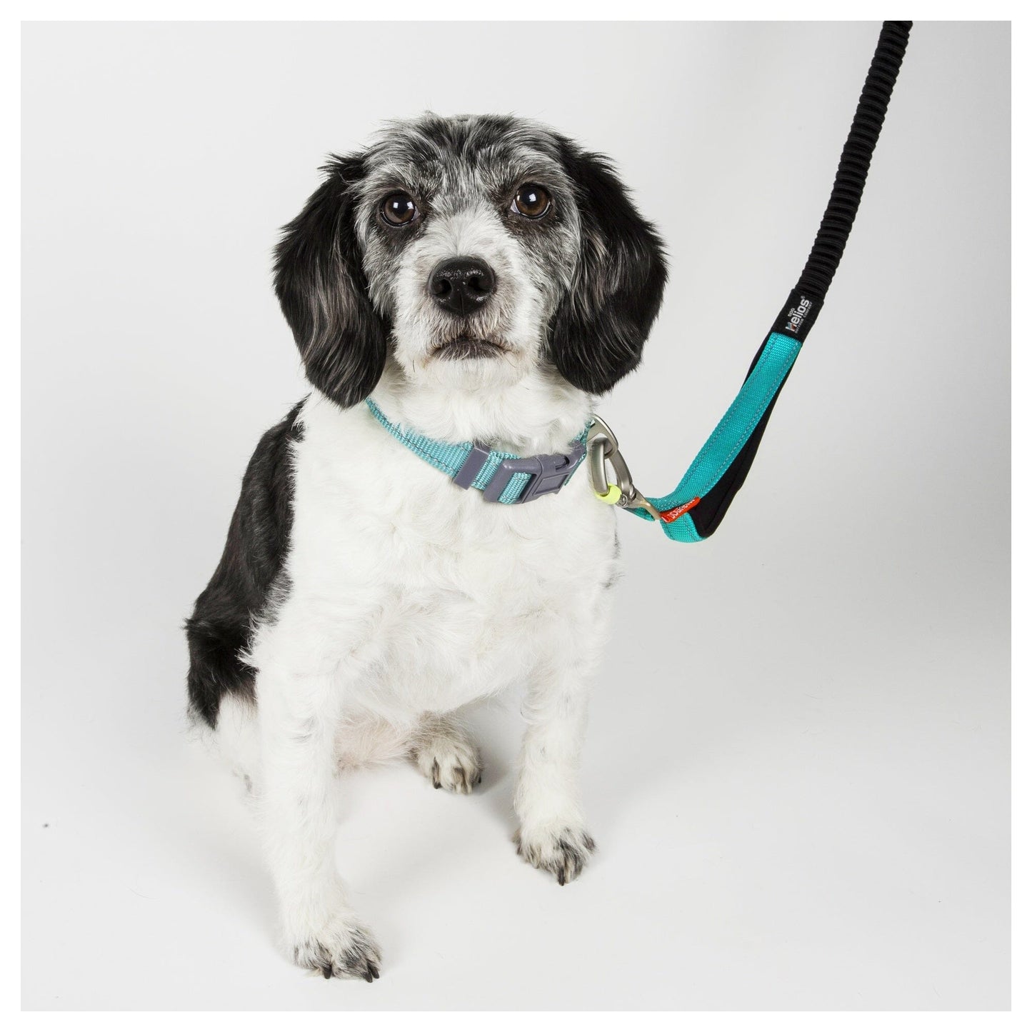 Dog Helios ® 'Neo-Indestructible' 2-in-1 Accordion Dog Collar and Leash