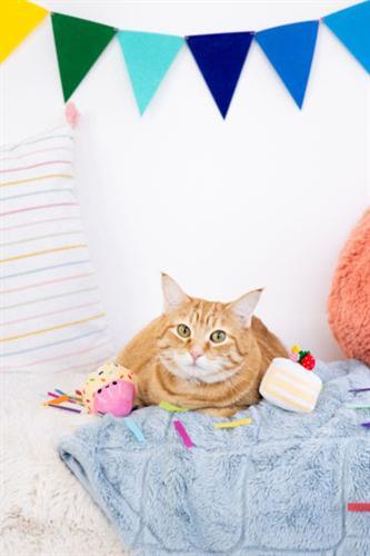 Birthday Cake Plush Cat Toy.