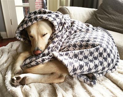 Houndstooth Dog Blanket 20x30.