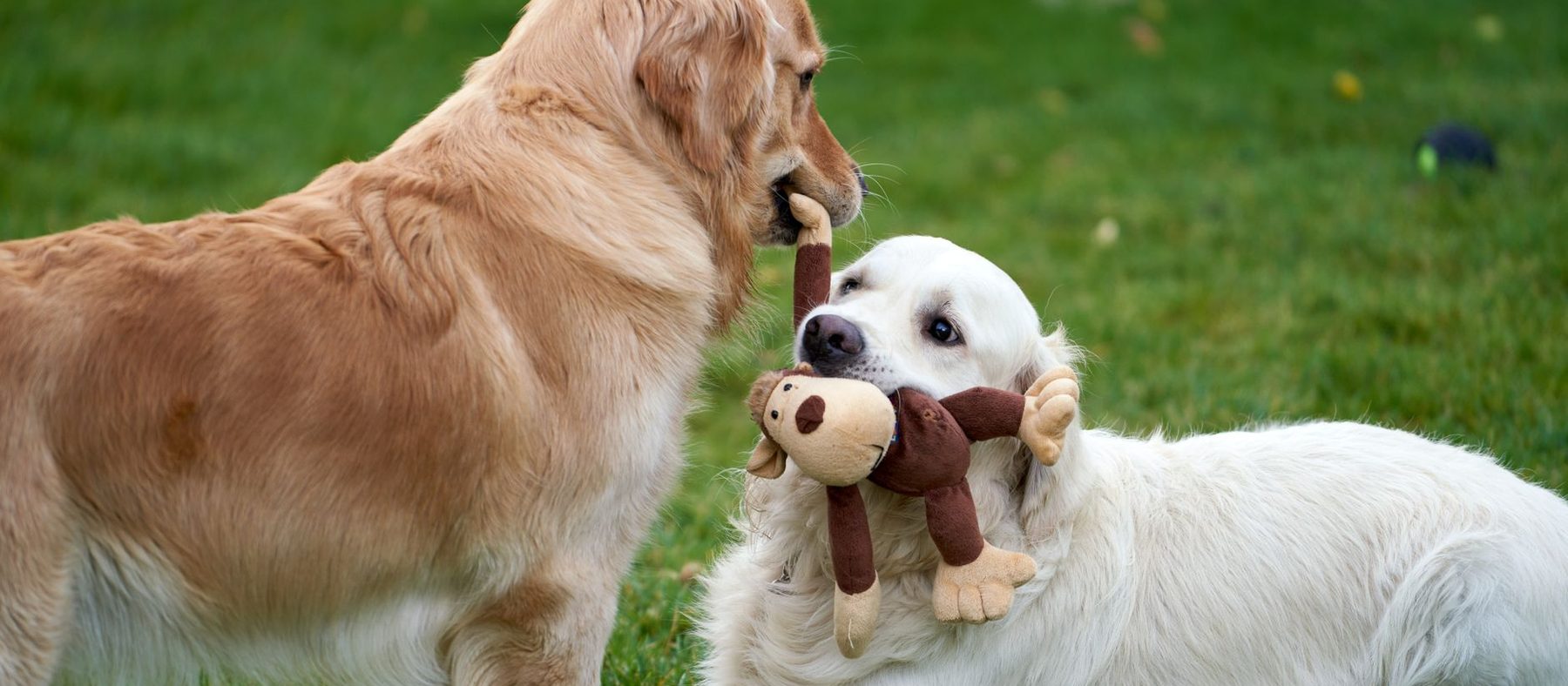 Shop Dog Products