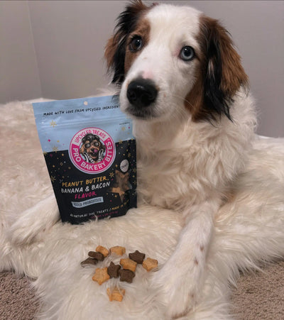 Crunchy Dog Treats: A Delicious Way to Promote Healthy Teeth - Bark & Beyond