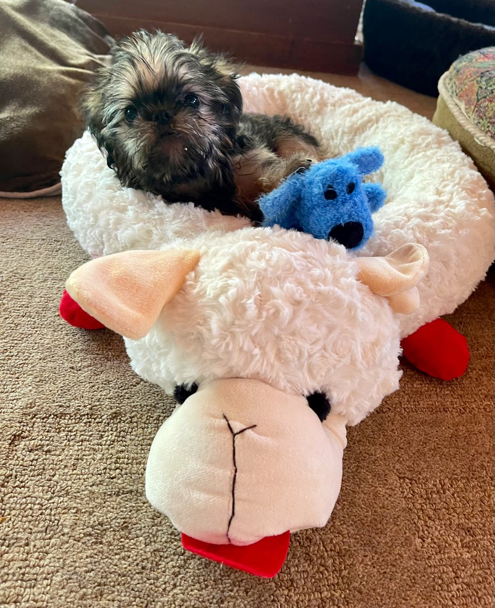 Unleashing the Benefits of a Lamb Chop Dog Bed: A Must-Have for Every Pup