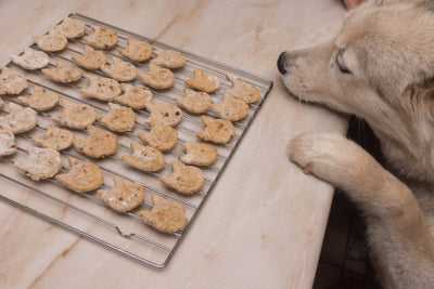 Homemade Dog Treats - 3 ingredient dog treats