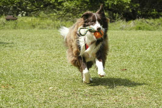 A joyful Border Collie running with a toy, tail in motion