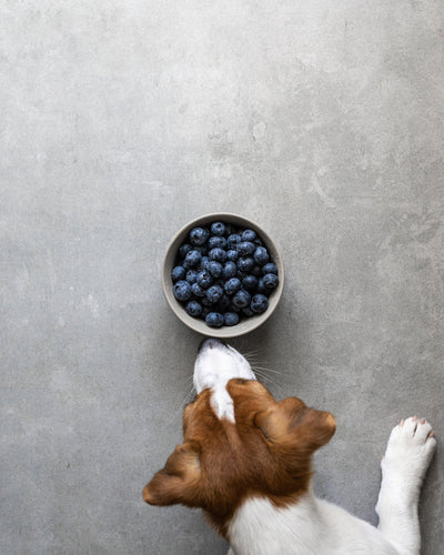 dog can eat blueberries