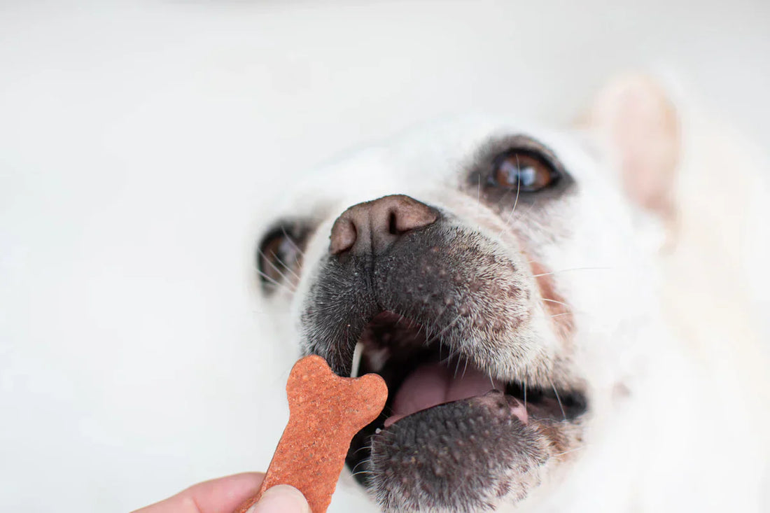 Top 10 Healthy Low-Calorie Dog Treats Your Pup Will Love!