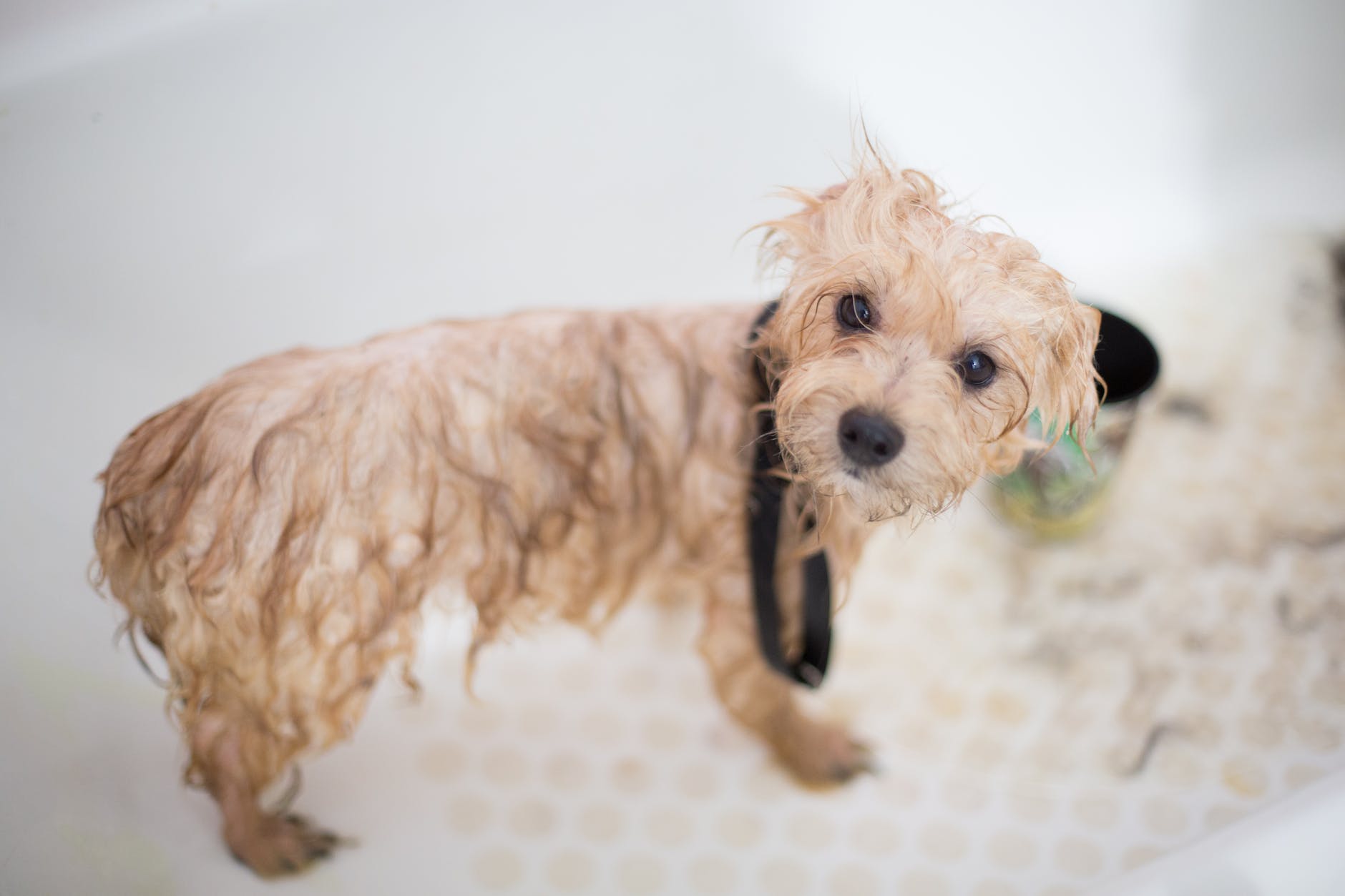 Find the Perfect Dog Mobile Groomer Near Canton, GA - A Guide to Pampering Your Pooch