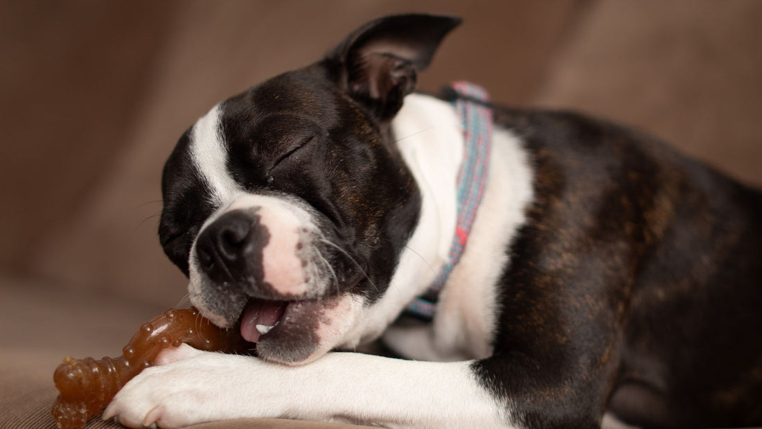 A dog lying down chewing, mouth and teeth visible