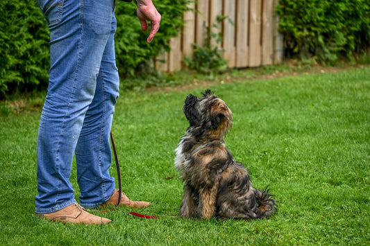 A shaggy terrier sitting on a lawn, looking up at its handler on a loose leash