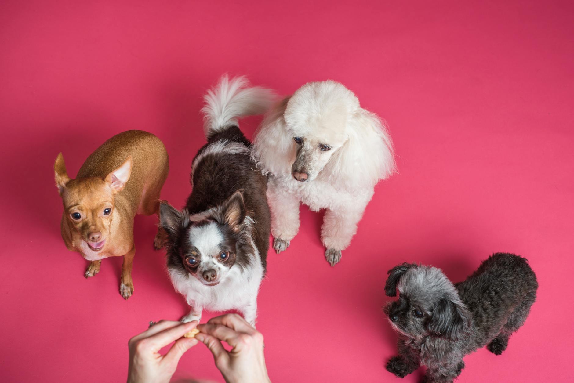 Dog Treats: 11 Flavors of Happiness for Every 🐶 – Bark & Beyond