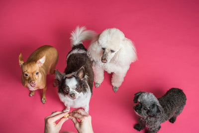 11 flavors of the perfect dog treats