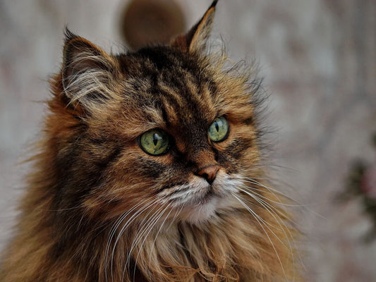 A close up Maine Coon cat with tufted ears, green eyes and a heavy ruff