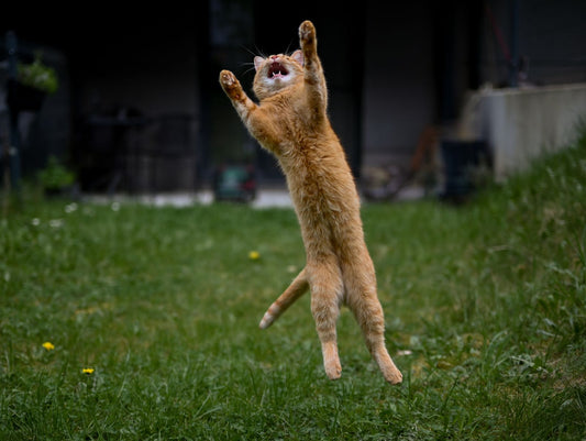 An energetic ginger cat leaping mid air in a garden