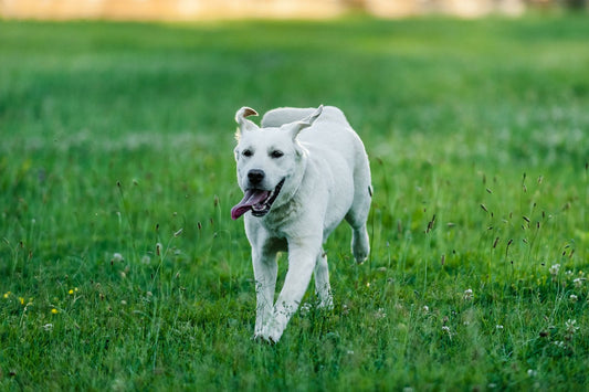A dog running at speed across grass towards the camera