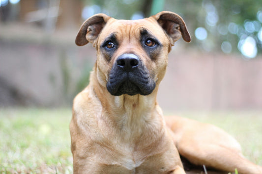 A fawn coloured dog with a black muzzle lying in grass, looking at the camera