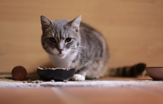 A grey and white tabby cat crouched at its food bowl, tongue just showing