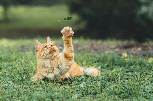 A fluffy ginger cat in the grass with a paw raised to swat a flying leaf