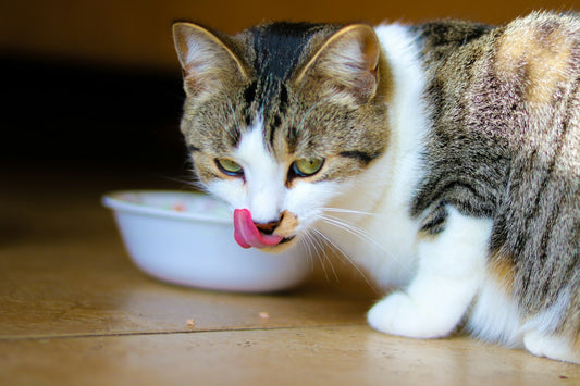A cat at a bowl, licking its lips