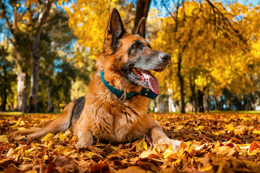 A German Shepherd lying in bright autumn leaves in a park
