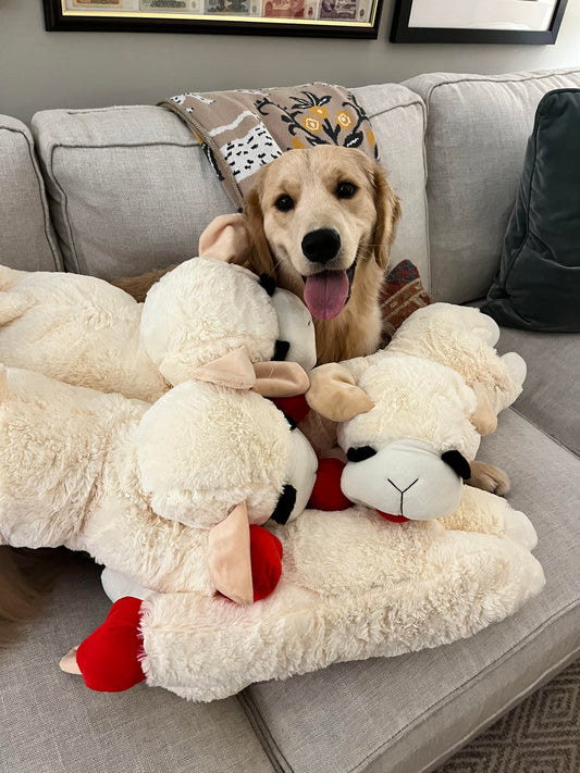 lamb chop dog toy