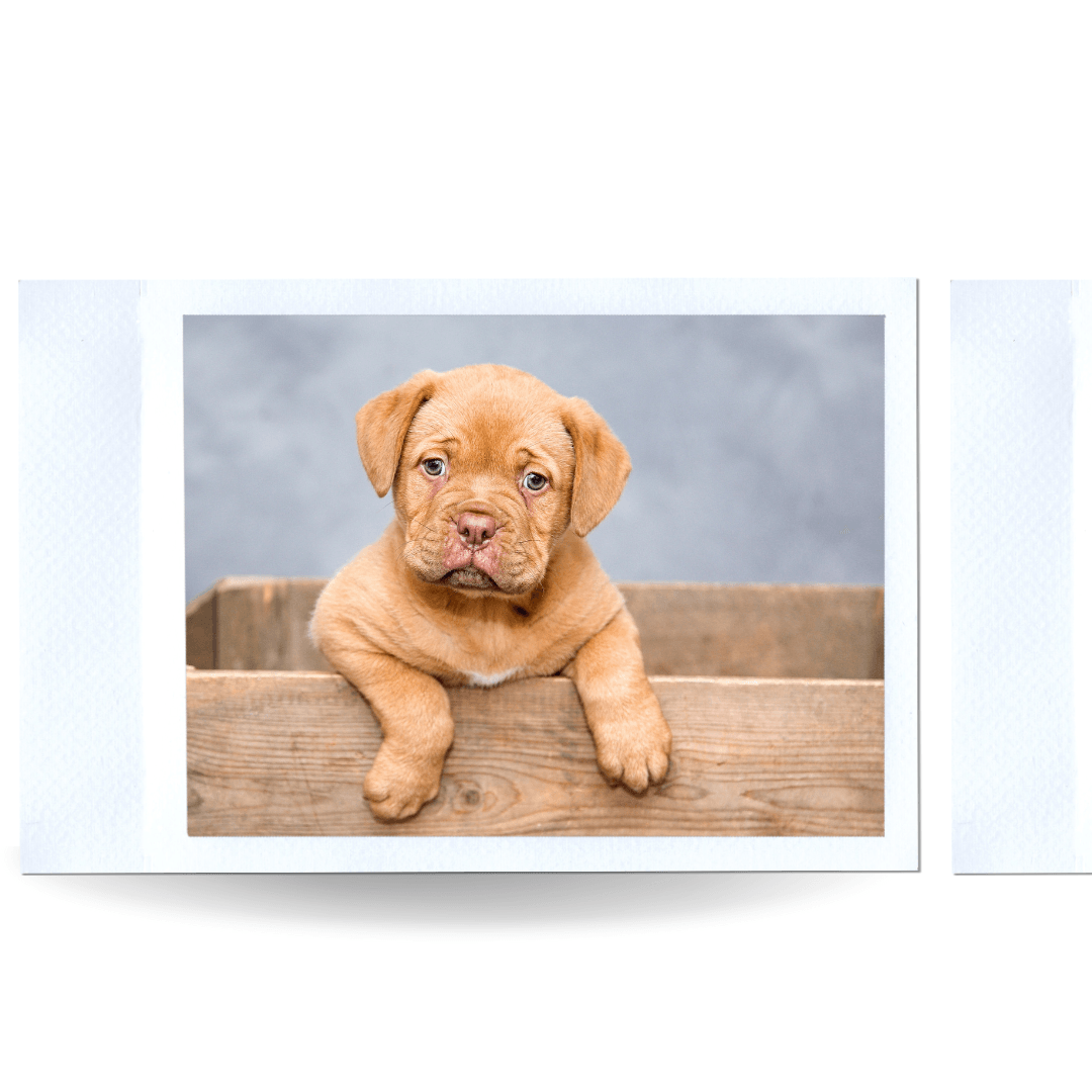 Puppy & Small Dog Shop - Bark & Beyond