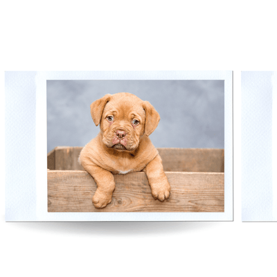Puppy & Small Dog Shop - Bark & Beyond