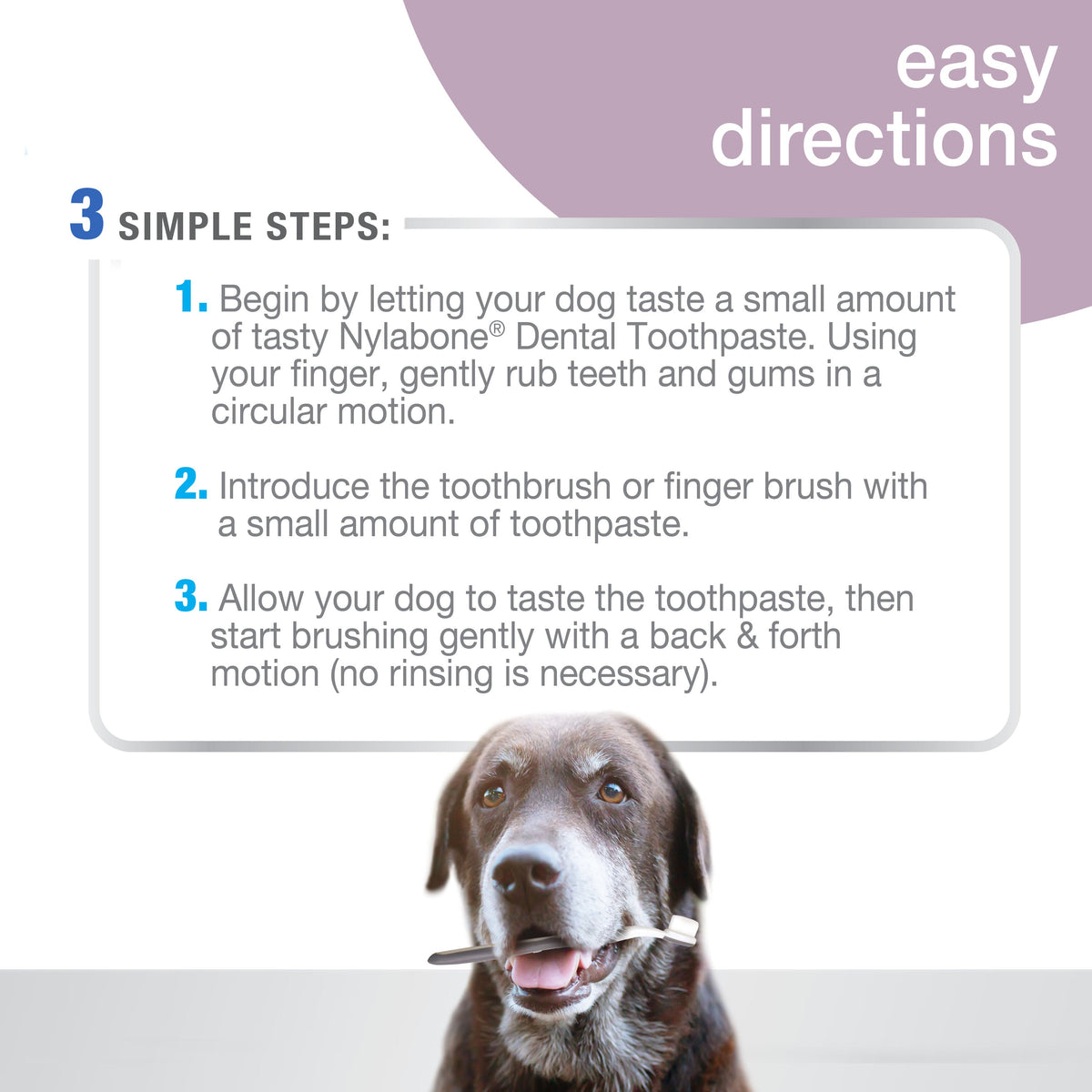 Nylabone Advanced Oral Care Senior Dog Dental Kit with Cushiony Soft-Bristle Toothbrush Bacon 1ea - Bark & Beyond