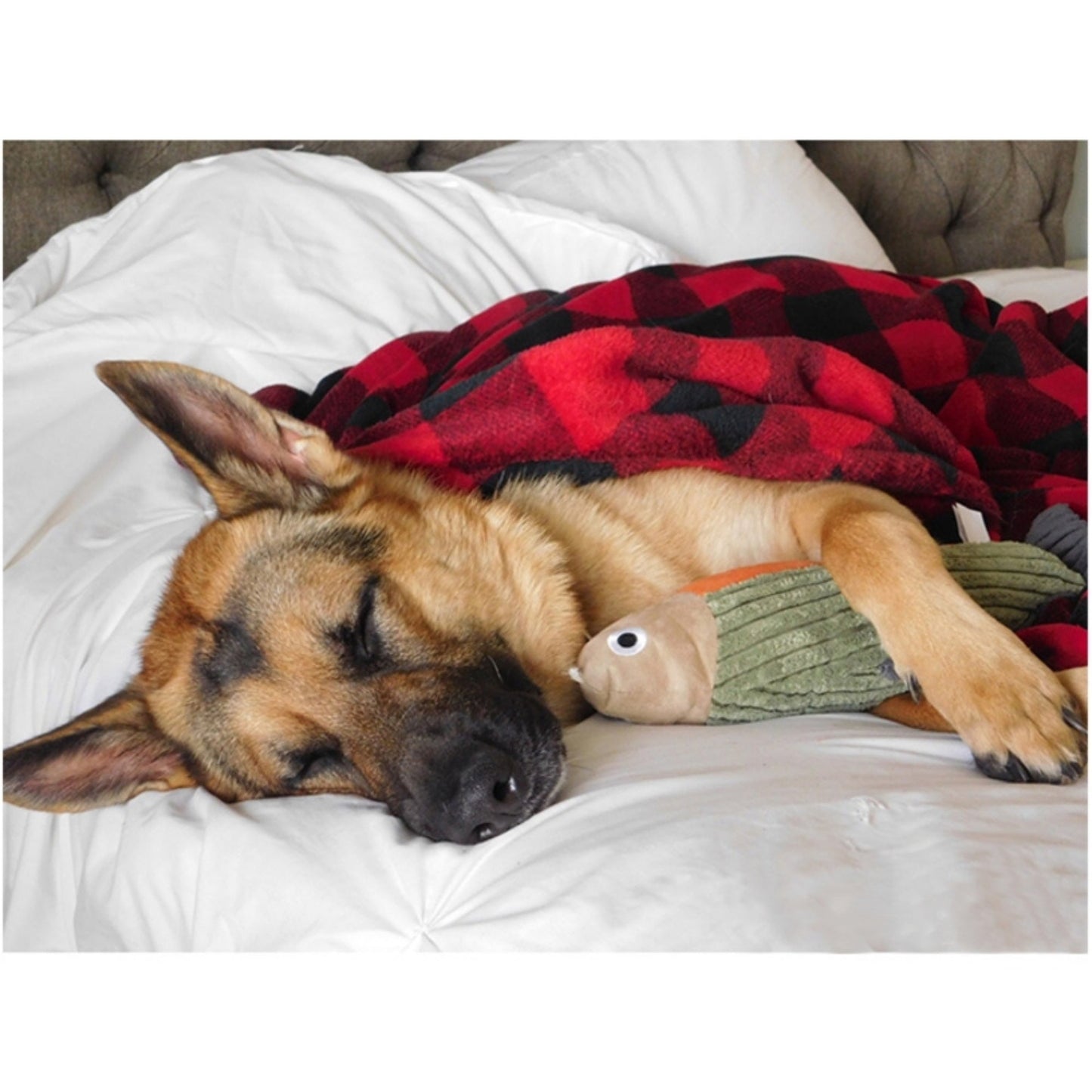 Tall Tails Dog Hunters Blanket 30X40