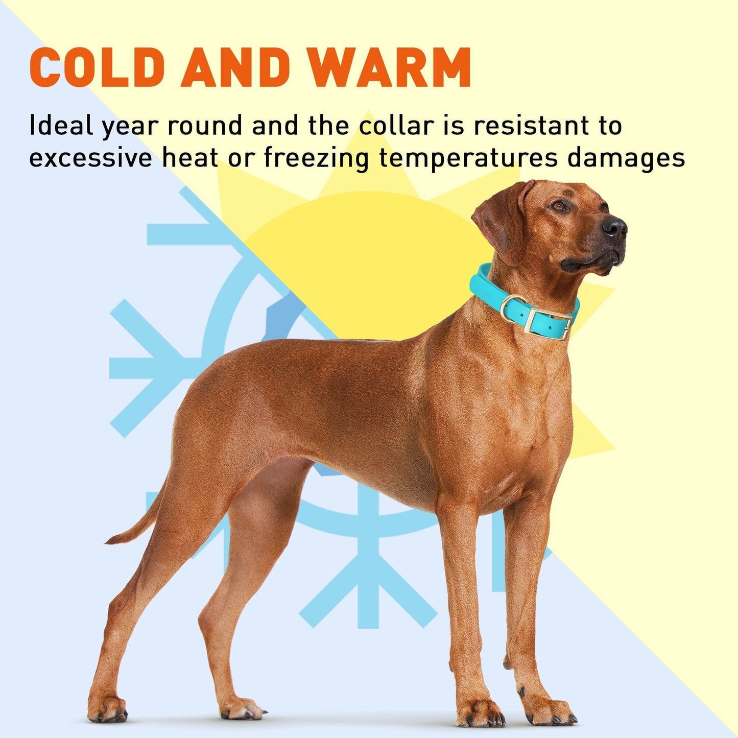 Viper Biothane Waterproof Dog Collar - Brass Hardware - Size XS (9 to 12 inches)