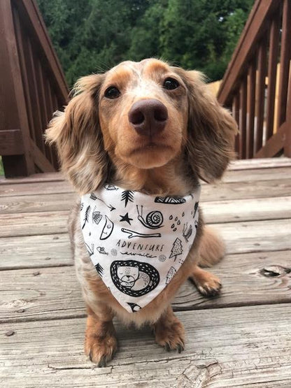 "Adventure" Dog Bandana