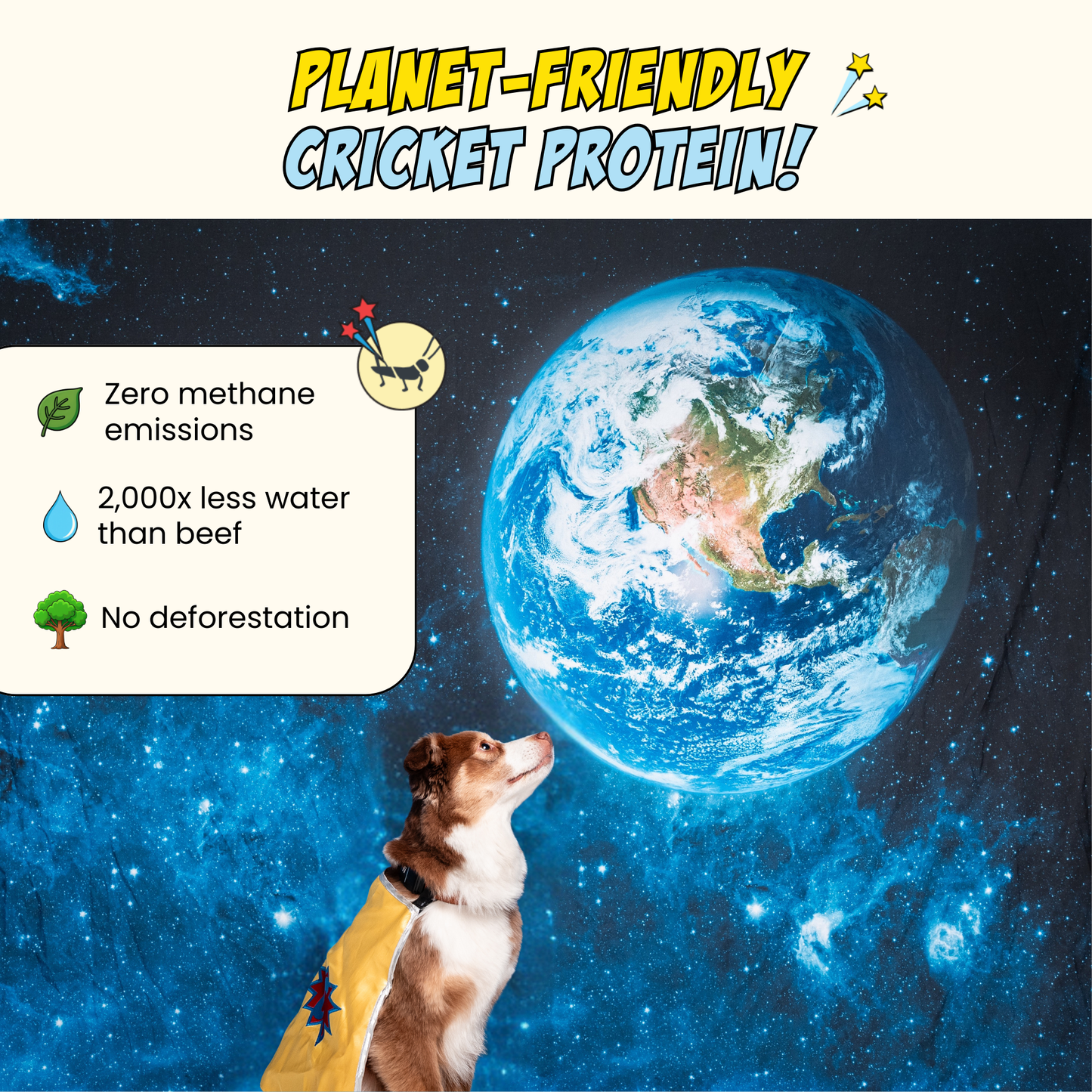 Chippin Protein Starter Pack