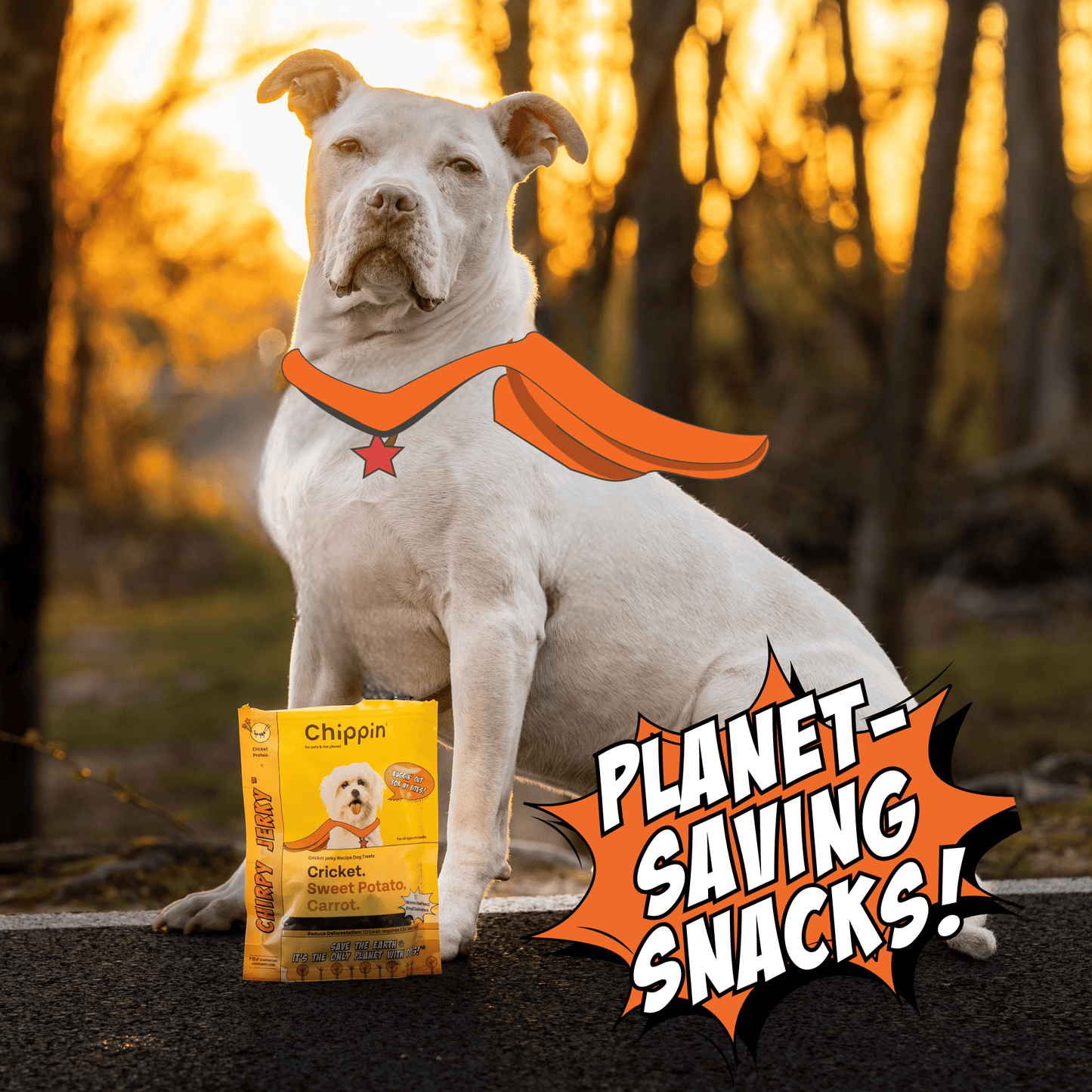 Chippin Protein Starter Pack