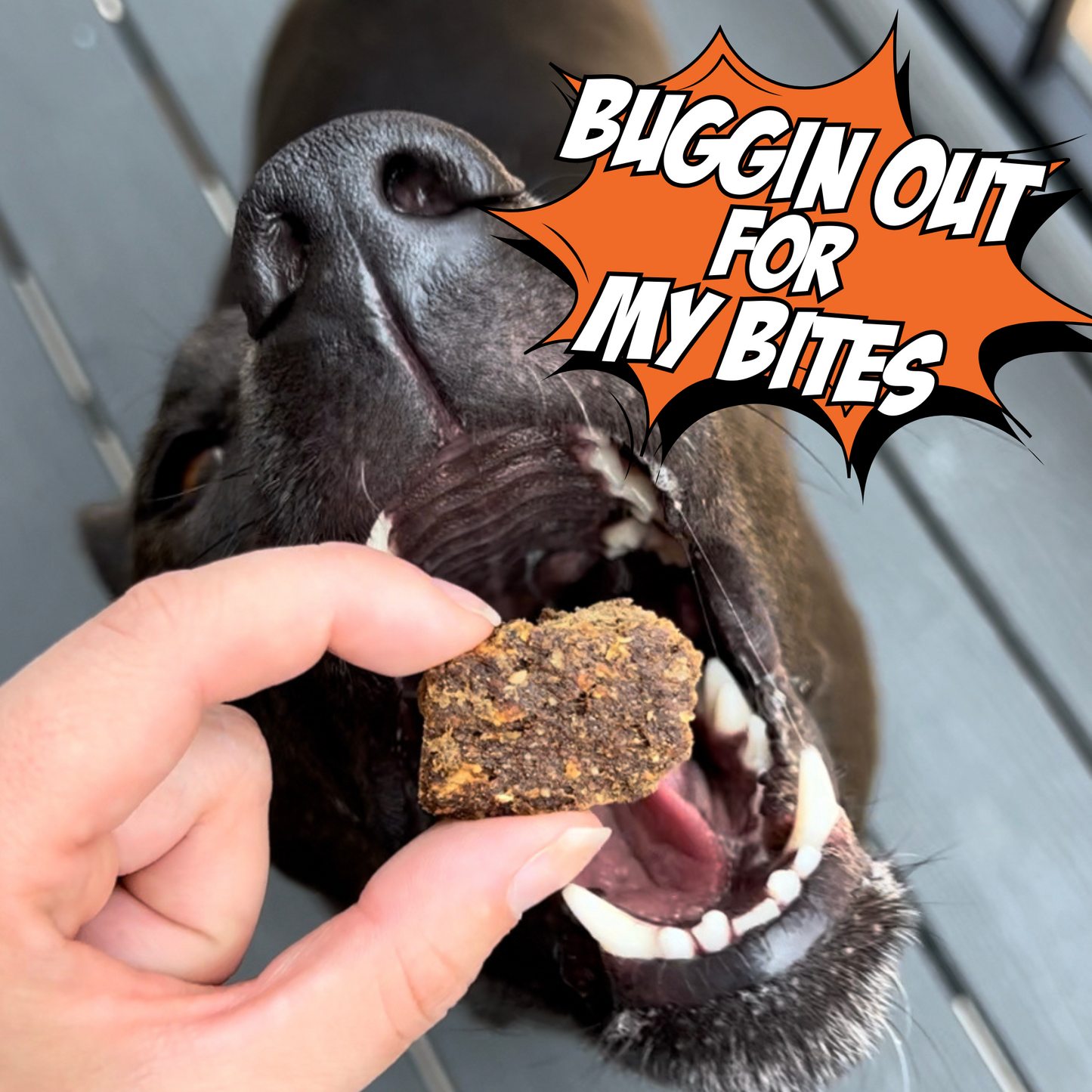 Gut Healthy Dog Treat Variety Bundle