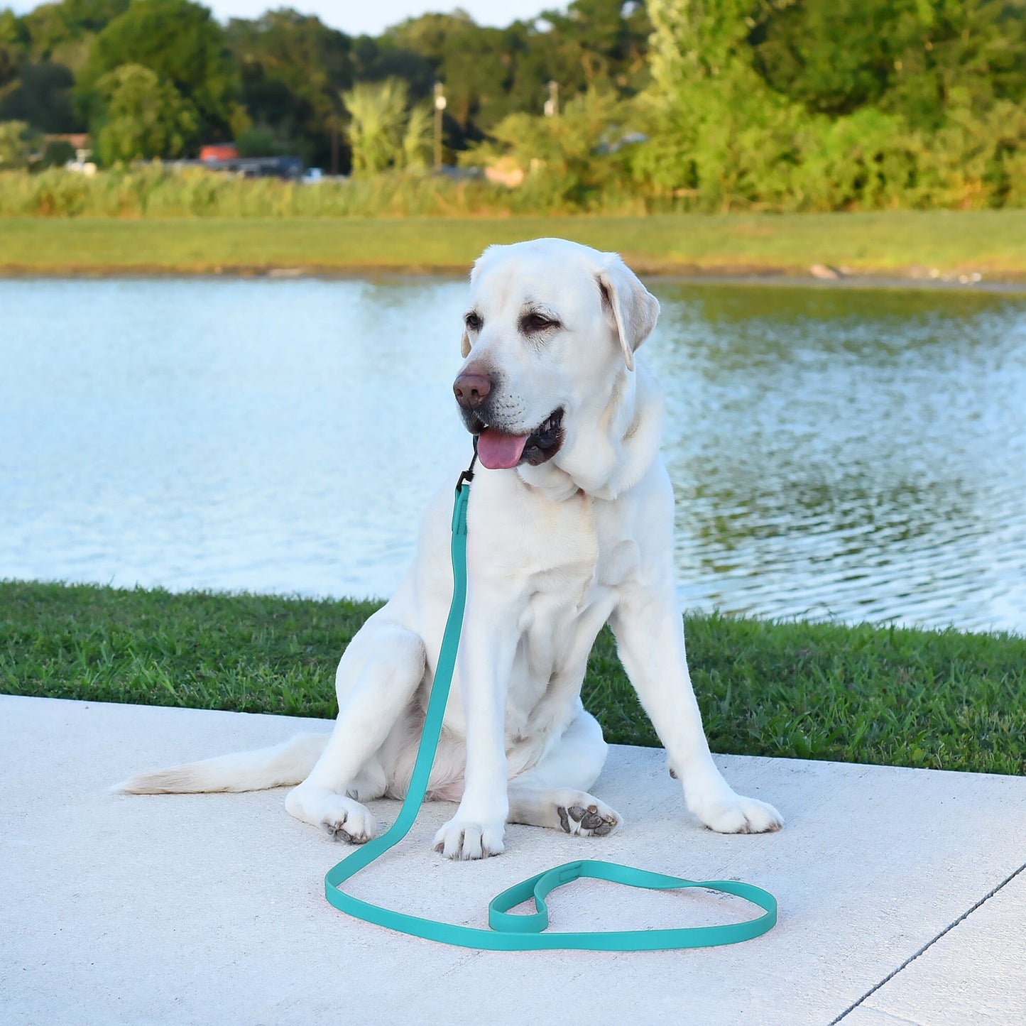 Biothane Waterproof Traffic Lead for Dogs, 2 ft