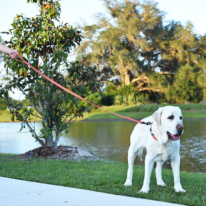 Biothane Waterproof Traffic Lead for Dogs, 2 ft