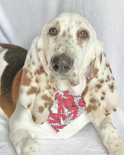 Lobster Bandana | Nautical Bandana | Summer Dog Bandana