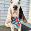 Beer Can Dog Tie Bandana