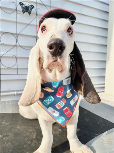 Beer Can Dog Tie Bandana