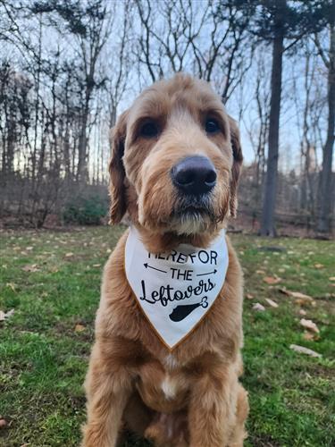 Thanksgiving Here for the Leftovers Dog Bandana