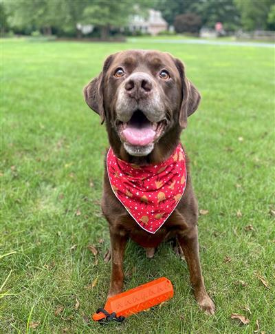 Christmas Reindeer Dog Bandana