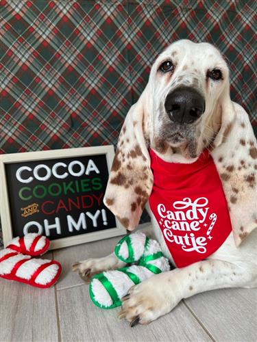 Christmas Bandana| Red Plaid Flannel | Candy Cane Cutie | Dog Bandana