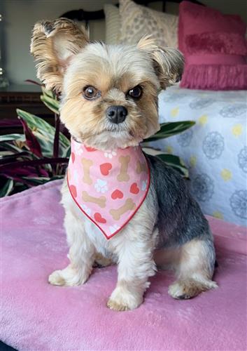 Valentines clearance day bandana