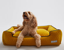 Bumble Chartreuse Lounge Bed